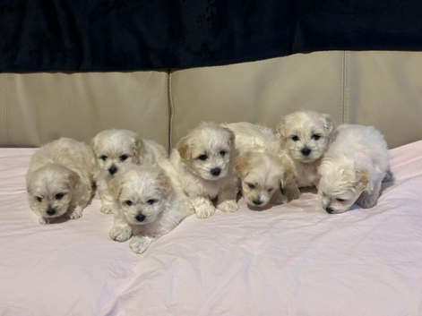 Maltese puppies