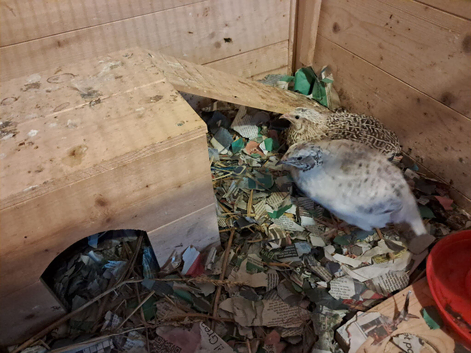 Nice pair of quail &pound;10