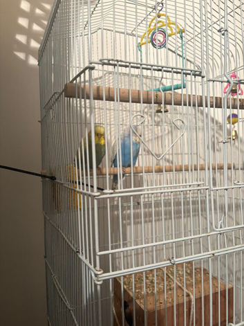 Lovely budgies for sale