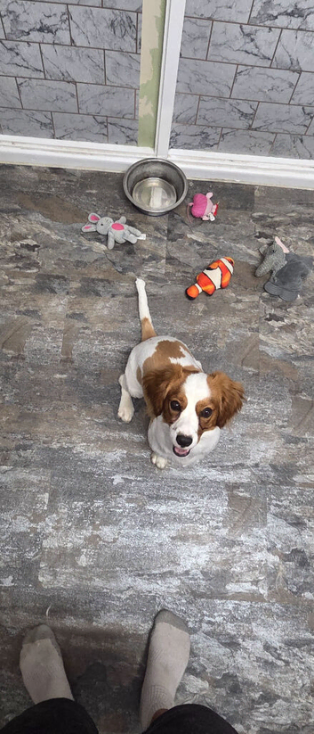 Jack Russell crossed with spaniel