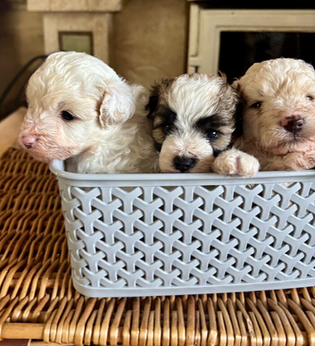 Pomapoo boy puppies