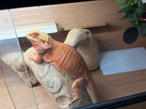 Hi baby Bearded Dragons