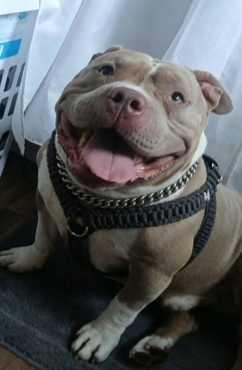 5 year old American Pocket Bully