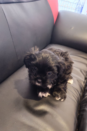 Adorable Shichon puppies for sale-Teddy bear dogs
