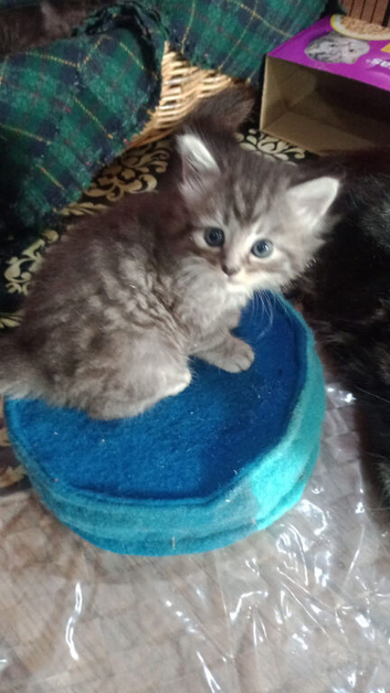 Maine Coon kittens. Mother is TICA registered.