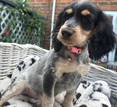 KC Registered Cocker Spaniels