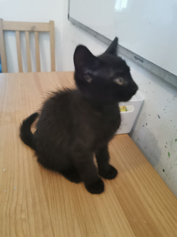 Black kitten last of litter ready now