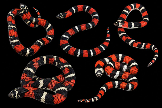 Tri Colour Hognose Snakes