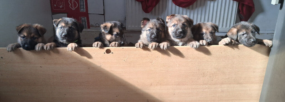 Ready 2 go.! Pure breed German Shepherd pups