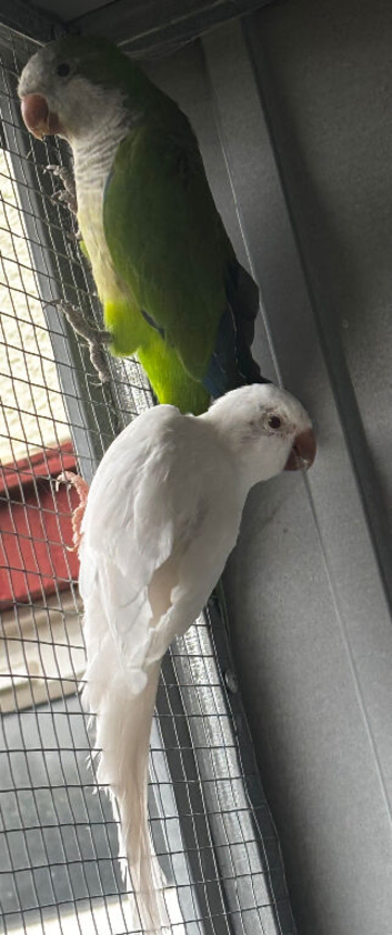 PROVEN BREEDING PAIR OF QUAKERS