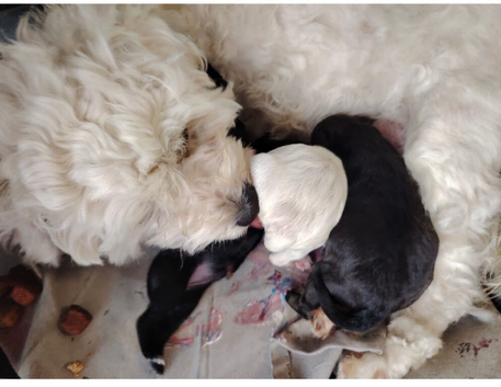 Bichon Cockachon pupies