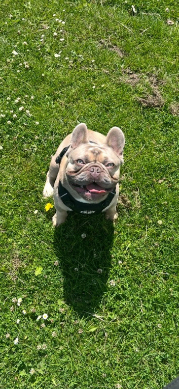 French Bulldog Stud