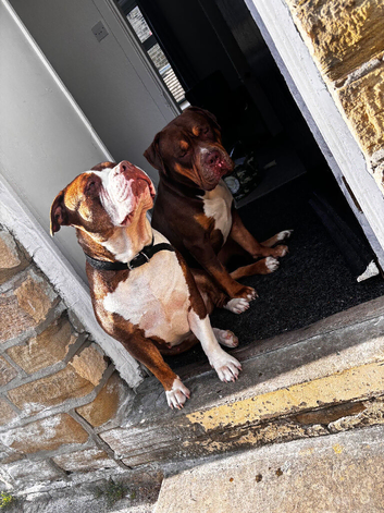 Three dogs for rehoming