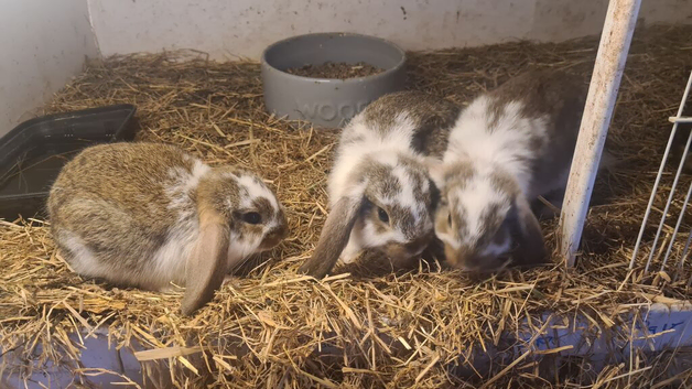 Lovely lops