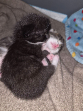 3 gorgeous kittens 1 boy 2 girls