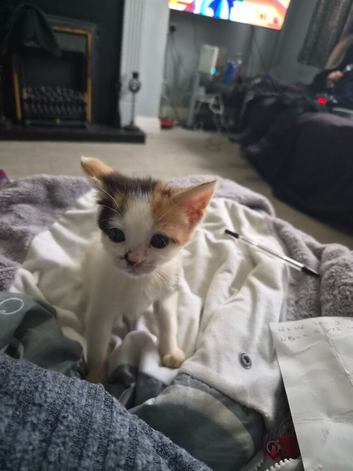 Mixed bread kittens