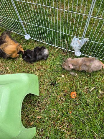 Baby guinea pigs for sale