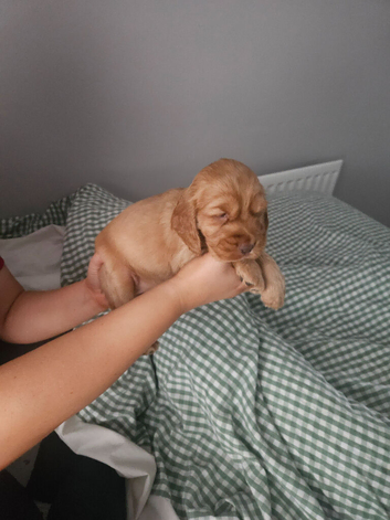 Cocker spaniel pups