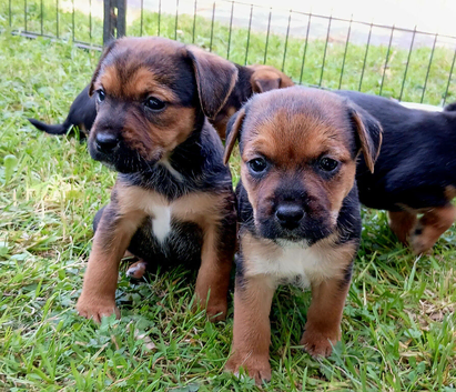 Border x jack russell pups