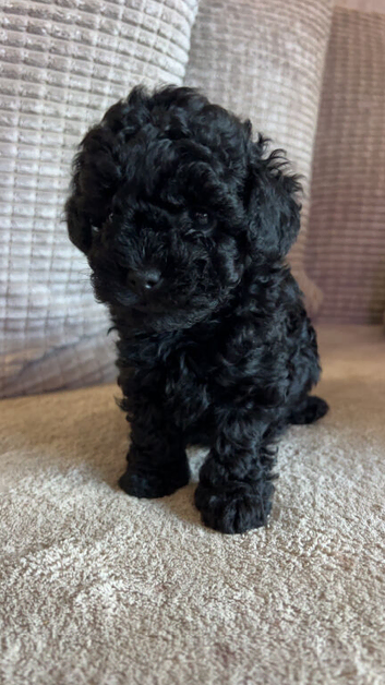 1 female lhasapoo puppy left!