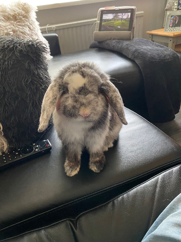 Mini Lop