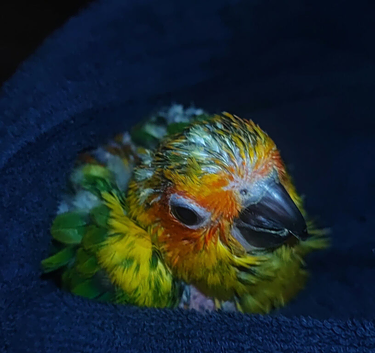 Hand Reared Sun Conure