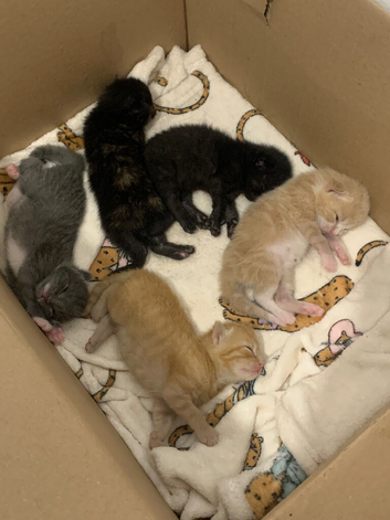 5 Beautiful Kittens