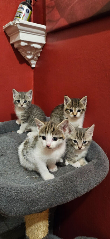 4 Mix Breed Kittens For Sale