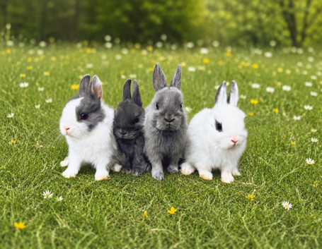 Pure Netherland dwarf babies LAST FEW LEFT