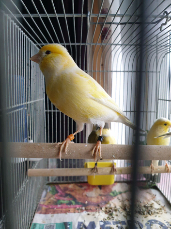 Canarys  goldfinch  budgies  stoke
