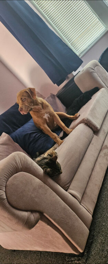 Pup for rehoming due to no fault of her own