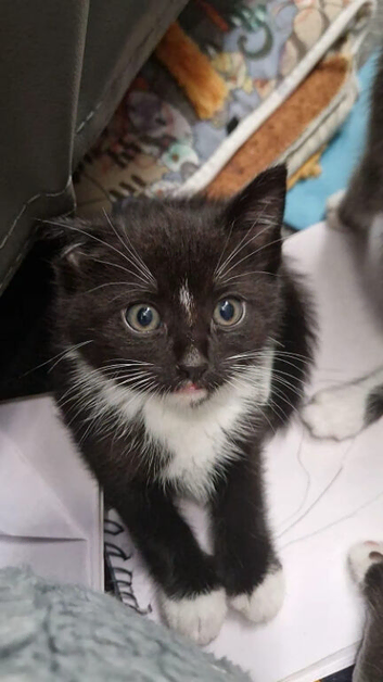 1 kitten in need of a home