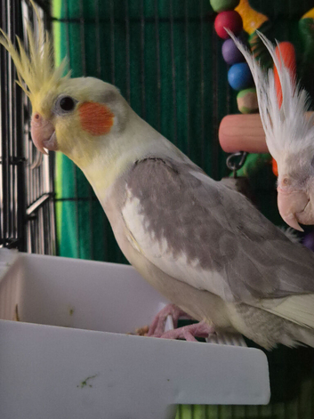 Cockateals