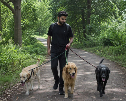 Best Dog Walker in Wolverhampton