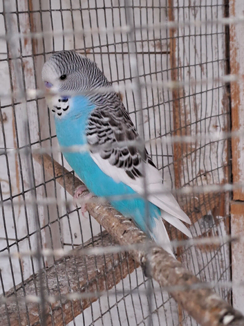 Baby Budgies for sale.
