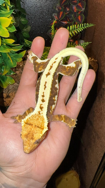 Adult Lilly White Female & full set up!