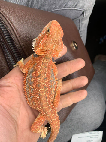 Baby red bearded dragons