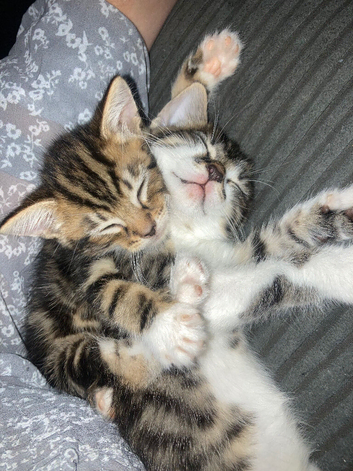 3 beautiful kittens