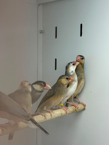 Java finches