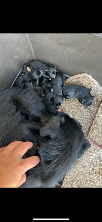 Beautiful puppy available