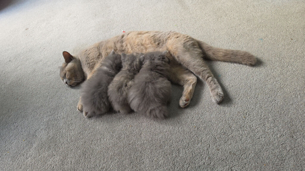 british shorthair and longhair