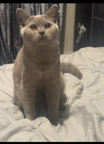 Beautiful British Shorthair Dark Cream Kitten for Sale