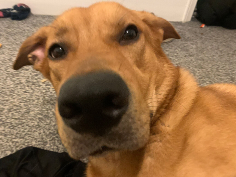 Lurcher x Rottweiler