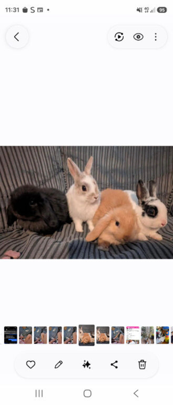 Male Netherland Dwarfs