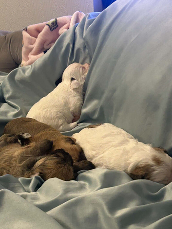Shorkie puppies