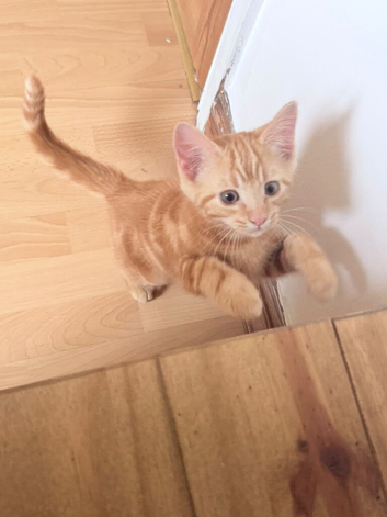 Two gorgeous ginger Boys for sale.