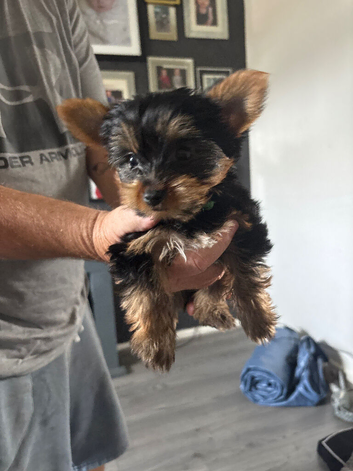 Stunning Yorkshire terrier puppies