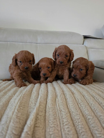 Fox red f1 cavapoo puppies