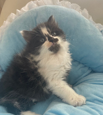 Maine Coon /Ragdoll x Male Kitten