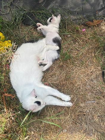 Lovely kittens Maine coon cross , ready to leave.